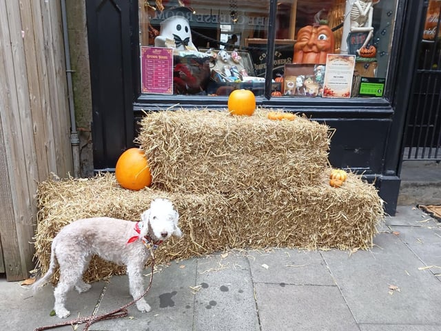 We LOVE seeing pets getting in on the Halloween action and spirit
