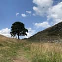 Sycamore Gap in Northumberland before it was felled.