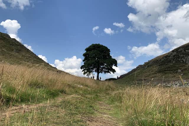 Sycamore Gap in Northumberland before it was felled.
