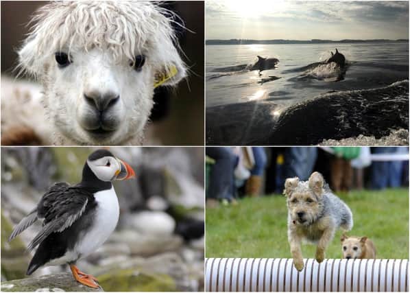 Some of the many creature highlights in Northumberland.