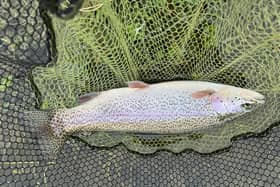 The trout have been tempted by wet and dry flies this week. Picture: Bob Smith
