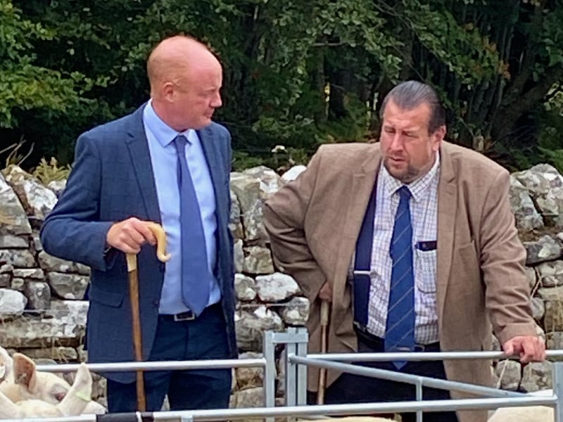 Sheep judging.