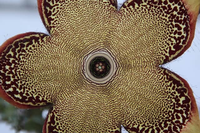 Persian Carpet Flower - Edithcolea grandis by Karin Jackson.