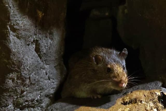 Rats have been displaced by work on the Northumberland Line.