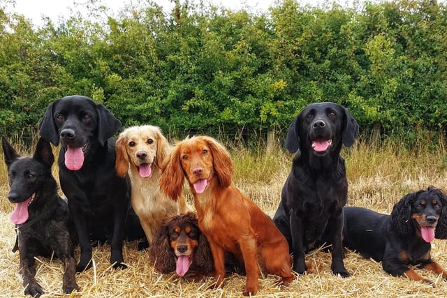 The gang's all here, present and correct for International Dog Day. Meet Xena, Freddie, Willow, Solo, Dixie, Meg & Berry.