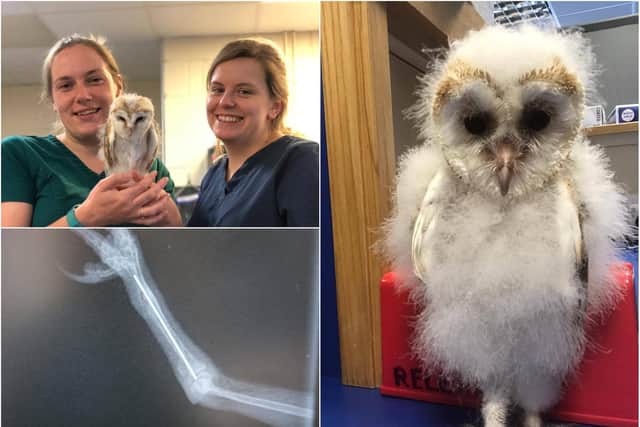 August the owlet is on the road to recovery thanks to Galedin Vets and Berwick Swan and Wildlife Trust.