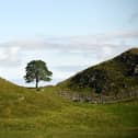 The famous Sycamore Gap tree before it was felled. Picture: National Trust/John Miller