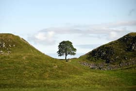 The famous Sycamore Gap tree before it was felled. Picture: National Trust/John Miller