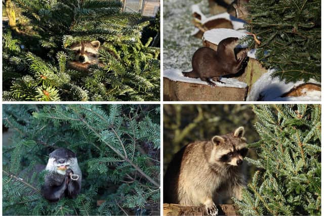 Christmas trees from The Alnwick Garden have found a new home at the Northumberland Zoo. Pictures: Northumberland Zoo