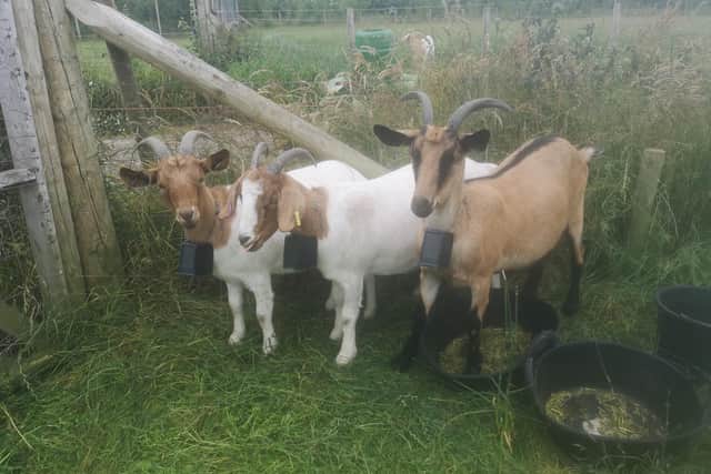 East Chevington's three new goats. Picture: David Wilde