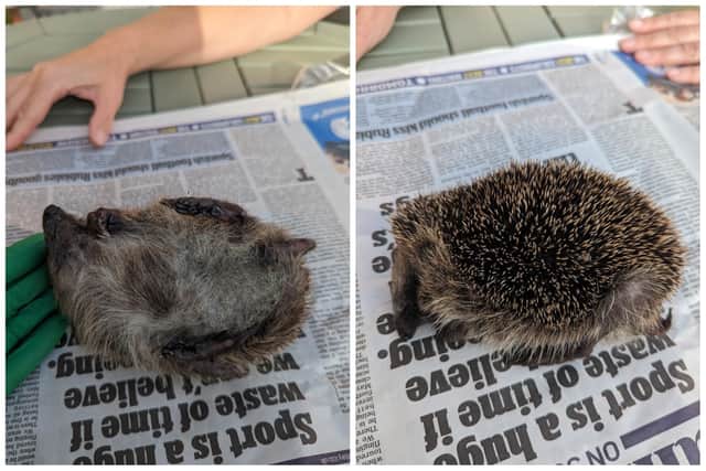 The hedgehog died of its injuries the same day. (Photo by RSPCA)