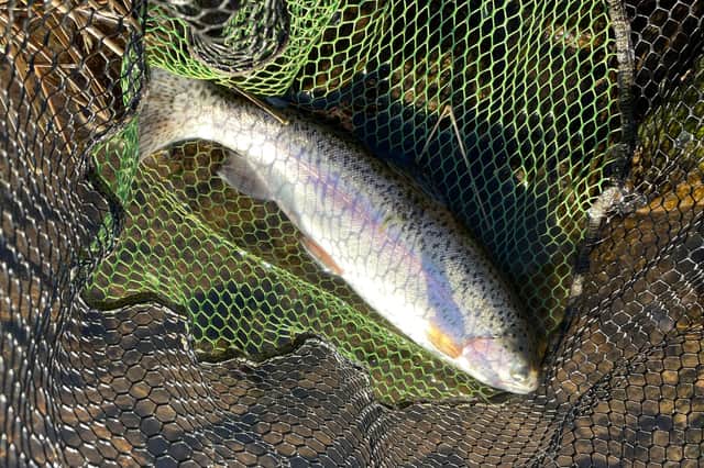 My first trout of 2022.