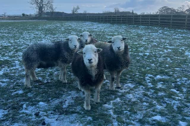 A vaccine broach day helps to keep the cost down for smallholders.