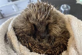 This is Lucy who is currently in the care of Northumberland Hedgehog Rescue.
