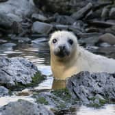 Seal pup. Picture: Lara Howe