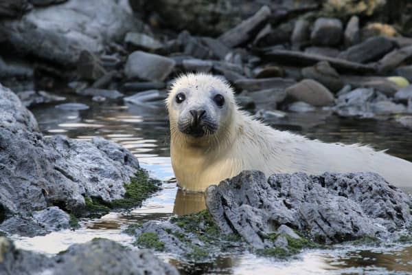 Seal pup. Picture: Lara Howe