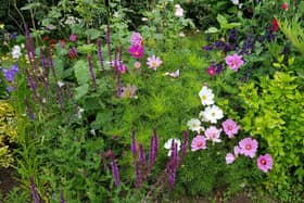 Tom's mixed border is a rainbow of colour.