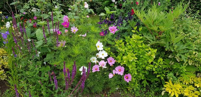 Tom's mixed border is a rainbow of colour.