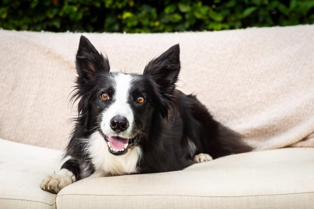 Annual 'bank collie-day' at Northumberland cafe hailed a success