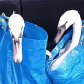 Two cygnets in care for several weeks have been released.