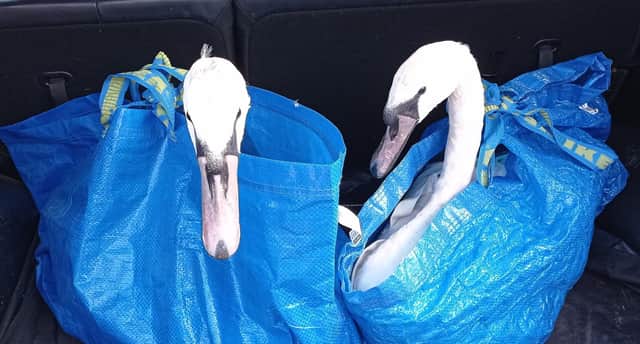 Two cygnets in care for several weeks have been released.