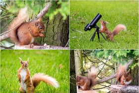Photographer Ian Glendinning has shared some fantastic images with us after getting to know two families of red squirrels.