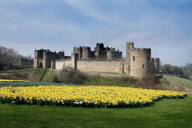 Display of daffodils in Bowburn Park next to Alnwick Castle. Picture by Jane Coltman