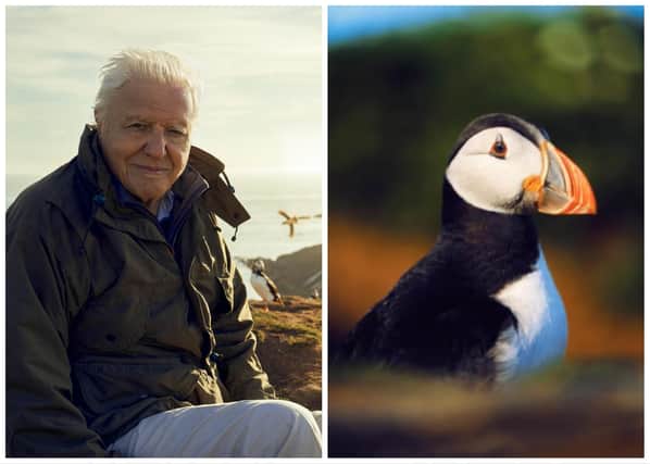 Puffins on the Farne Islands feature in BBC's Wild Isles with Sir David Attenborough.