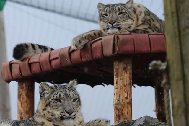 Northumberland Zoo snow leopards Karli and Nieva. Picture: Northumberland Zoo