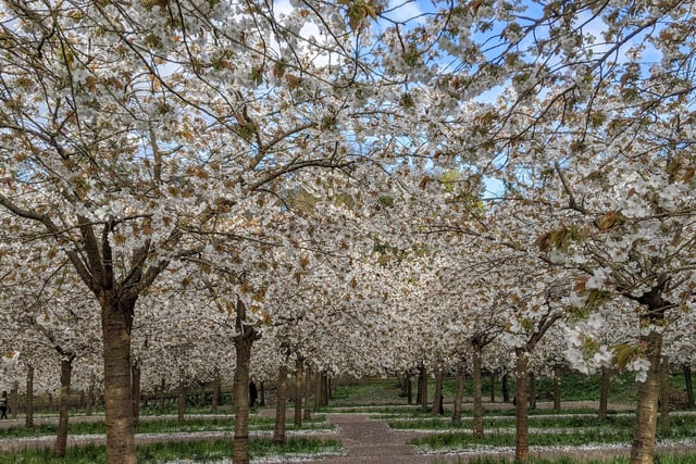 The cherry tree orchard at The Alnwick Garden by Gill Battye.