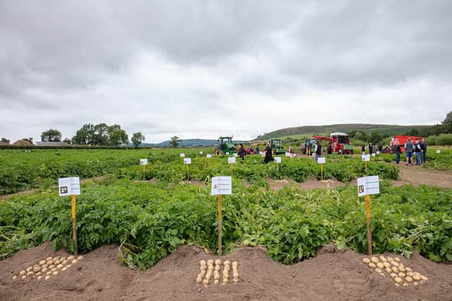 Particularly Good Potatoes, near Wooler. Picture: Sally Ann Norman