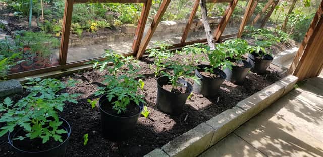 Tom's tomatoes in borders and pots.
