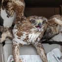 A buzzard brought back to full health by Berwick Swan and Wildlife Trust.