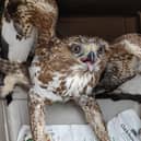A buzzard brought back to full health by Berwick Swan and Wildlife Trust.