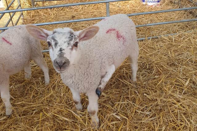 Whitehouse Farm Centre is delighted to announce that five-legged Vee "is doing very well".