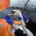 The swan was rescued from Bolam Lake after being found tangled in wire, and with three fishing hooks attached to its face and neck.