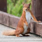 A red squirrel at Hauxley. Picture: Tim Mason.