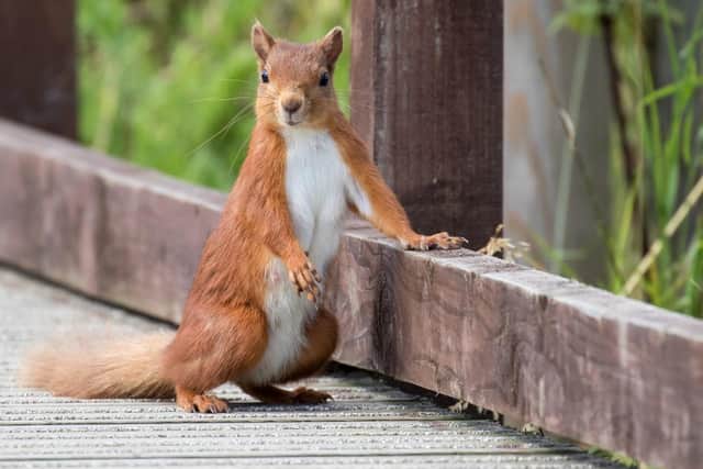 A red squirrel at Hauxley. Picture: Tim Mason.