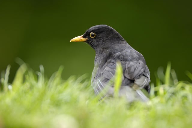 The blackbird takes the number four spot with an average of 2.84 per garden, the same as last year. It was recorded in 89% of gardens.