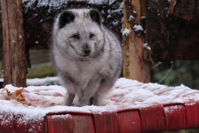 Arctic fox Dougal. Picture: Northumberland Zoo