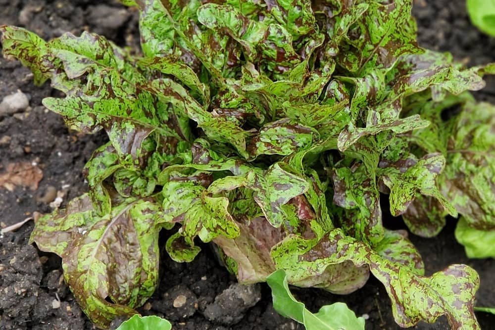 Winter leaf lettuce, Speckled Trout.