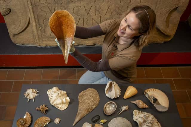 Dr Frances McIntosh with some of the collection of shells at Chesters Roman Fort and Museum. Picture by Phil Wilkinson/English Heritage.
