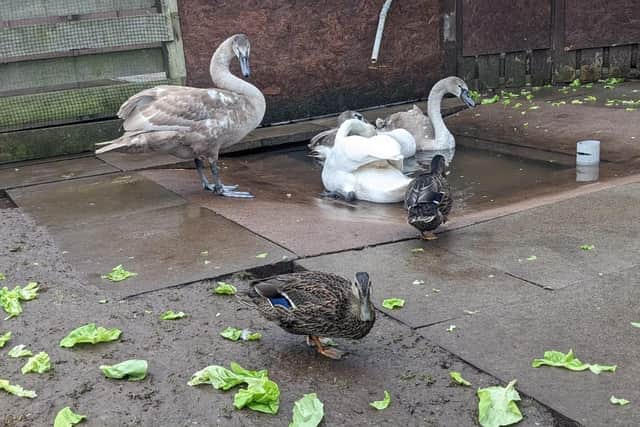 Swan, cygnets and mallards herded and ready to be released.