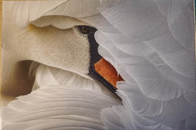 This stunning framed picture of a preening swan donated by Jim Montana will be a prize in our Christmas Raffle this year.