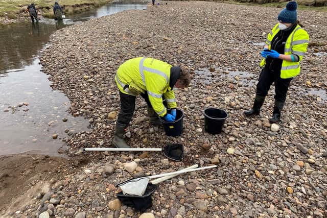 Environment Agency specialists have rescued over 250 fish from a section of the River Coquet cut-off after recent floods led to a change in its course.