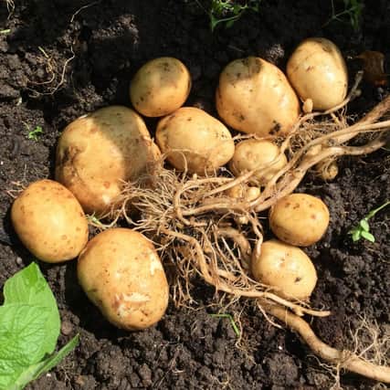 Early potatoes.