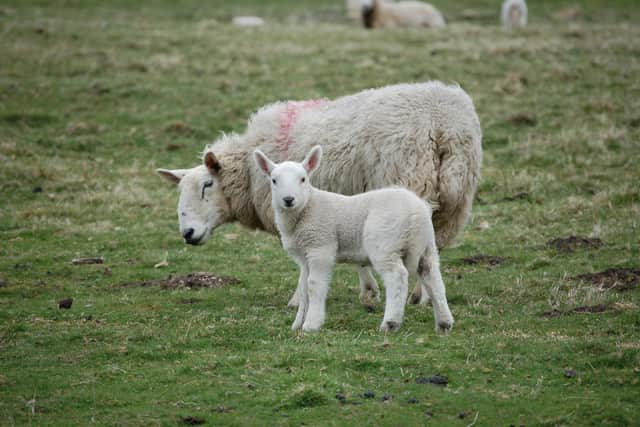 Lambing season in Northumberland National Park.