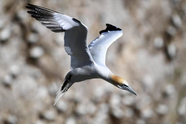 Dead gannets have been washed up on Northumberland beaches.