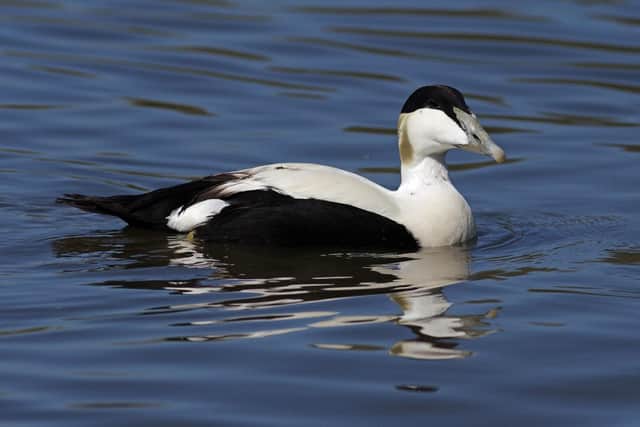 Male Eider Duck in the North Sea. Picture by Gillian Day.