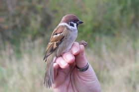 Tree Sparrow in the hand by Iain Robson
